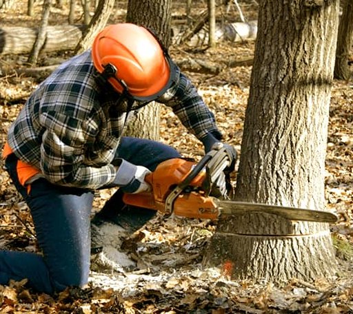 Tree Removal in Simpsonville, SC